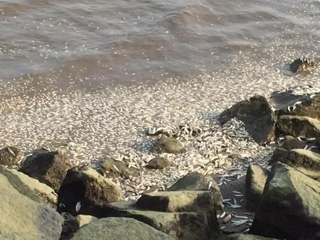 珠海海边现大量死鱼 绵延两公里海滩