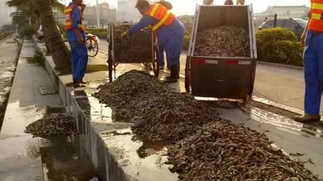 珠海海边现大量死鱼 绵延两公里海滩