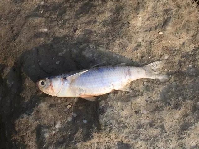 珠海海边现大量死鱼 绵延两公里海滩