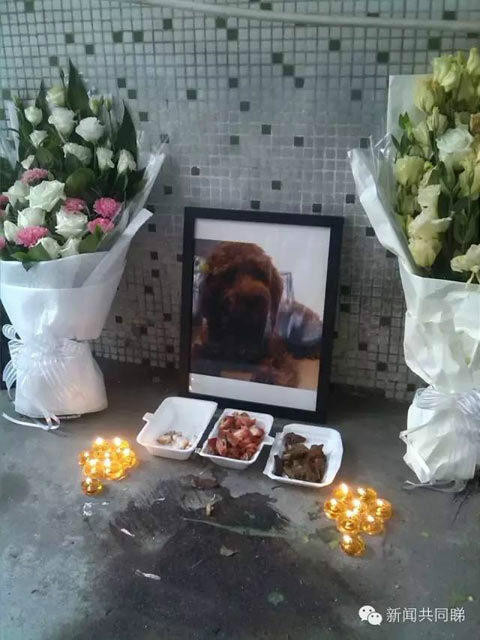 广东：爱犬工业园内被打死 女子摆数十花圈悼念