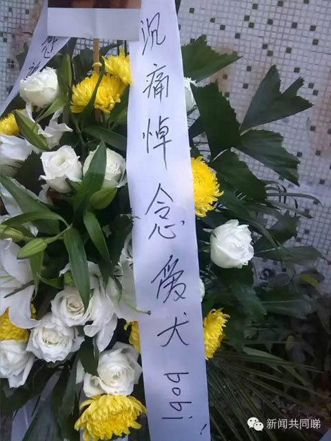 广东：爱犬工业园内被打死 女子摆数十花圈悼念