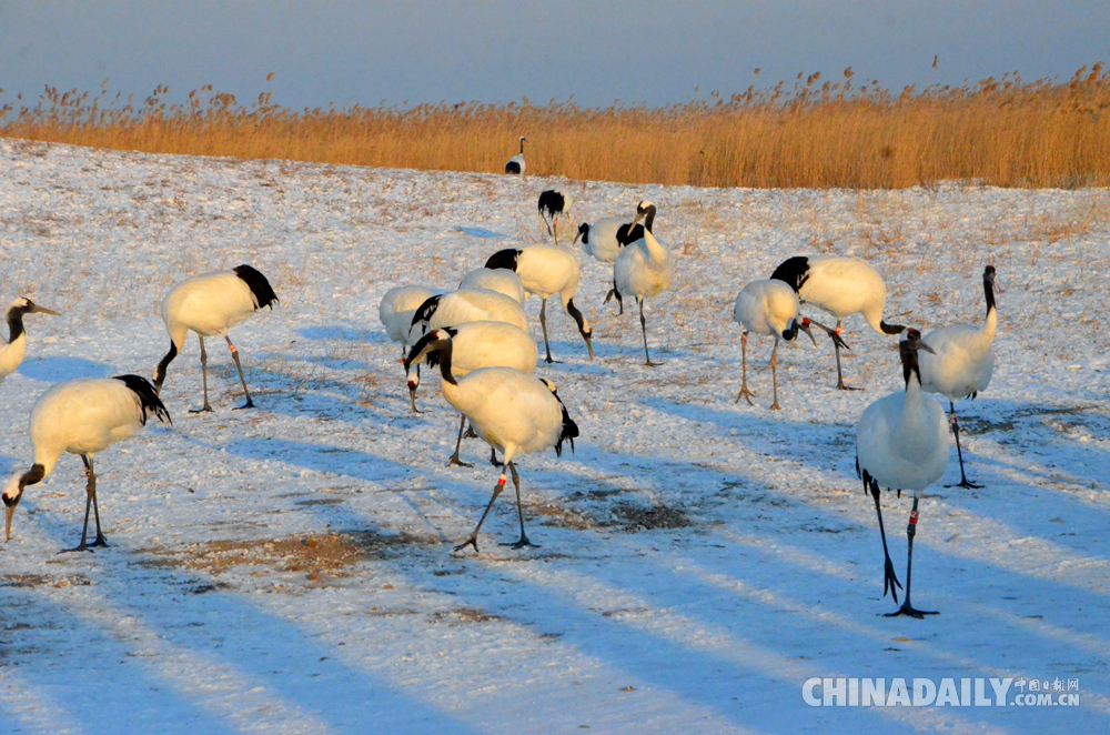 扎龙冬日最美小时光 雪地观鹤悸动一刻