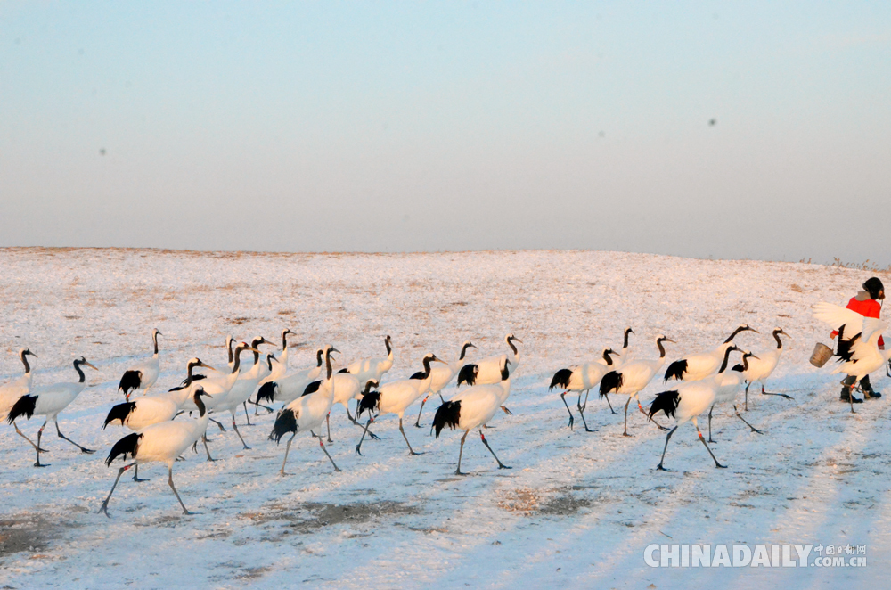 扎龙冬日最美小时光 雪地观鹤悸动一刻