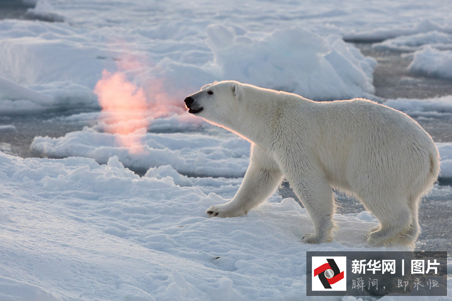 实拍：北极熊呼吸如喷吐火焰