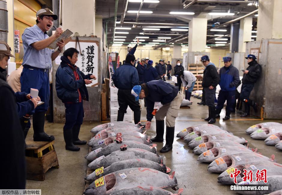 日本水产市场新年开市 巨型金枪鱼卖近24万元（组图）