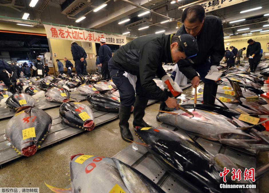 日本水产市场新年开市巨型金枪鱼卖近24万元