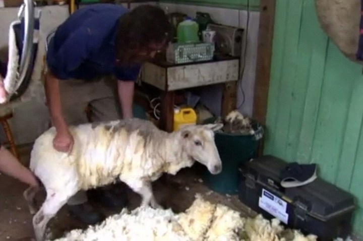 澳母羊六年未剪毛积累重达44斤羊毛