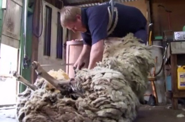 澳母羊六年未剪毛积累重达44斤羊毛