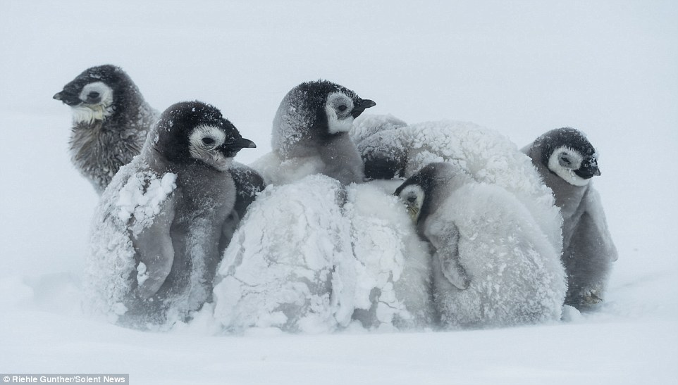 企鹅在南极暴风雪中抱团取暖