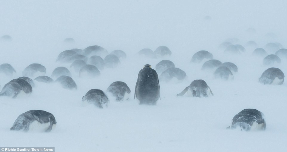 企鹅在南极暴风雪中抱团取暖