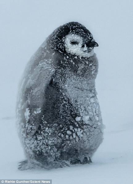 企鹅在南极暴风雪中抱团取暖