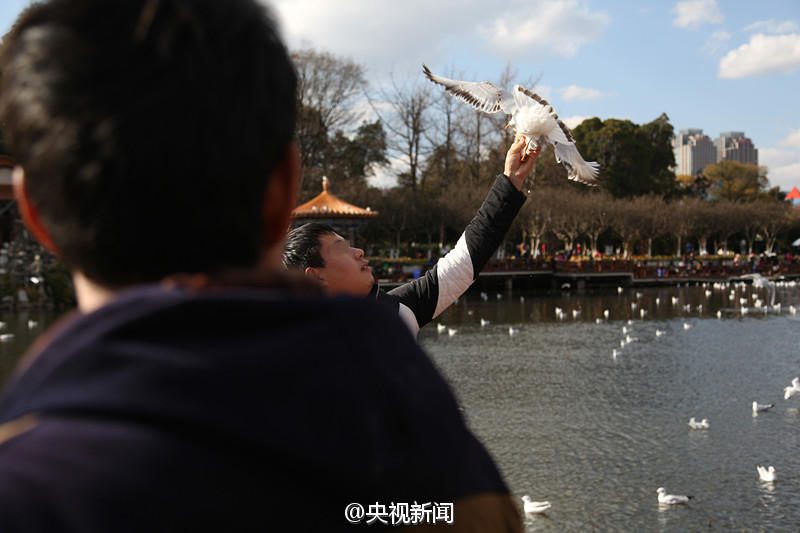 昆明游客抓鸥拍照 身旁女子趁机拍照