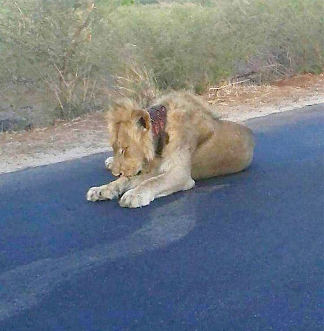 狮子被狩猎圈套住 主动到动物园求救