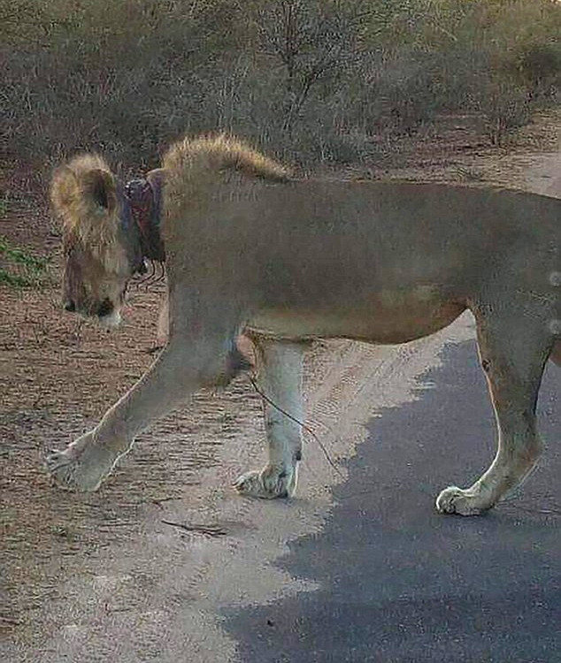 狮子被狩猎圈套住 主动到动物园求救
