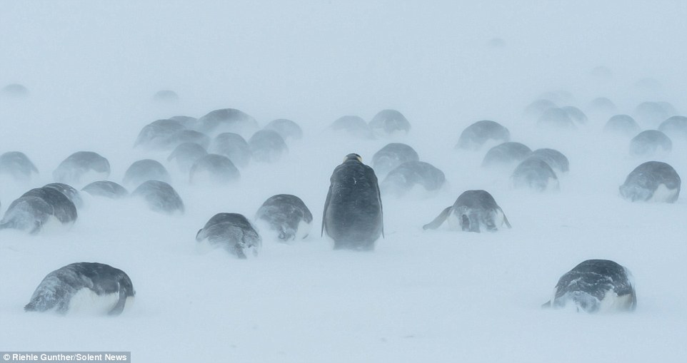 企鹅在暴风雪中抱团取暖一幕