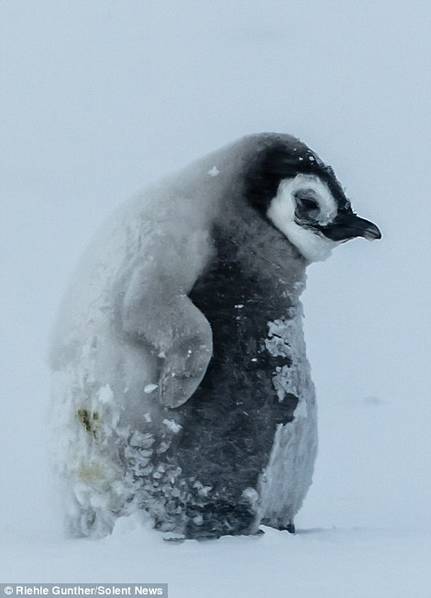 企鹅在暴风雪中抱团取暖一幕