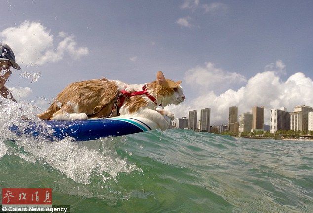 夏威夷独眼猫成冲浪高手 自小不怕水