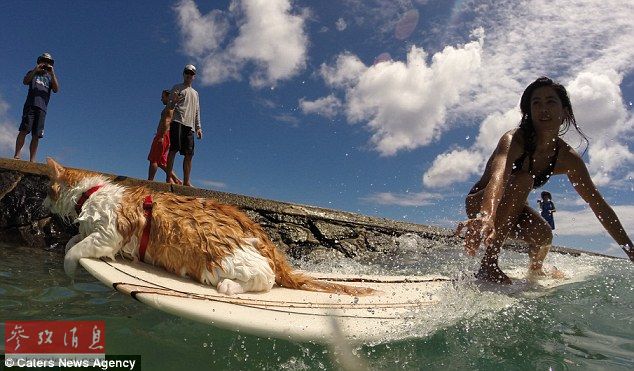夏威夷独眼猫成冲浪高手 自小不怕水