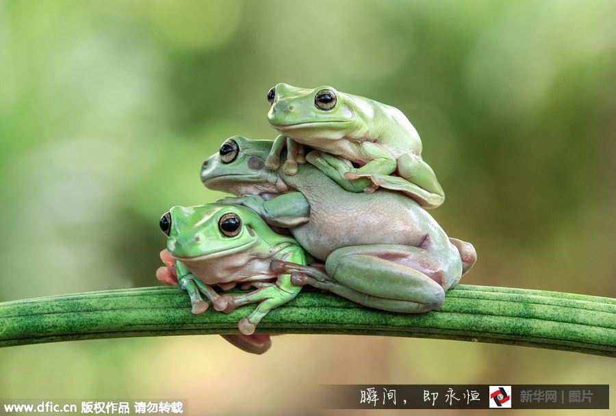 三只青蛙叠罗汉 画面萌蠢萌蠢哒