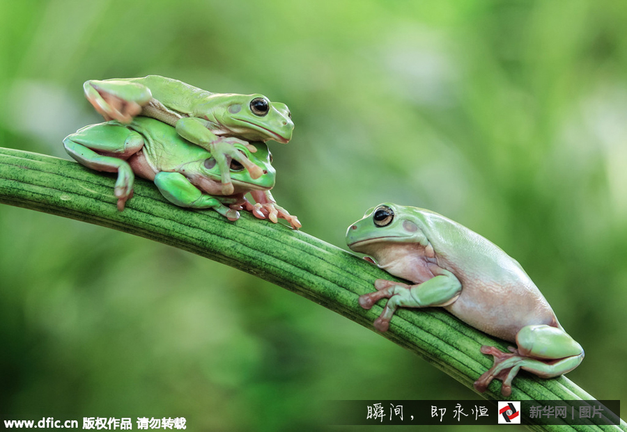 三只青蛙叠罗汉 画面萌蠢萌蠢哒
