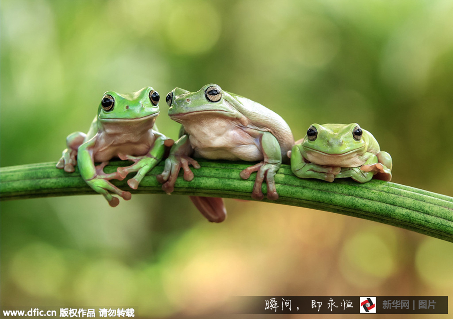 三只青蛙叠罗汉 画面萌蠢萌蠢哒