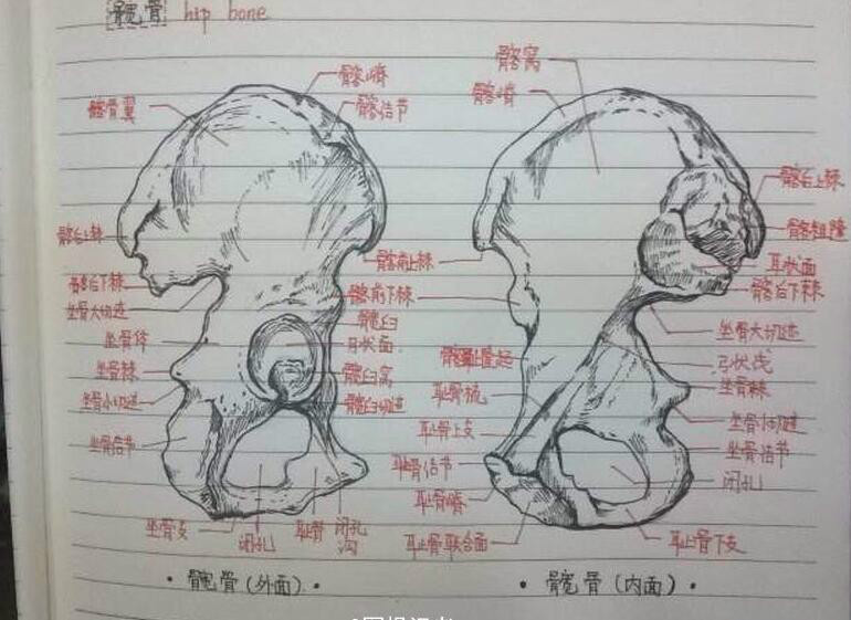 军校学霸再出手 手绘骨骼图作笔记[6]