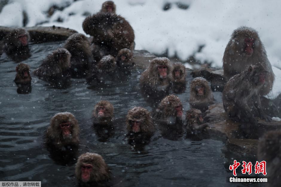 日本雪猴泡温泉 表情销魂萌翻游客