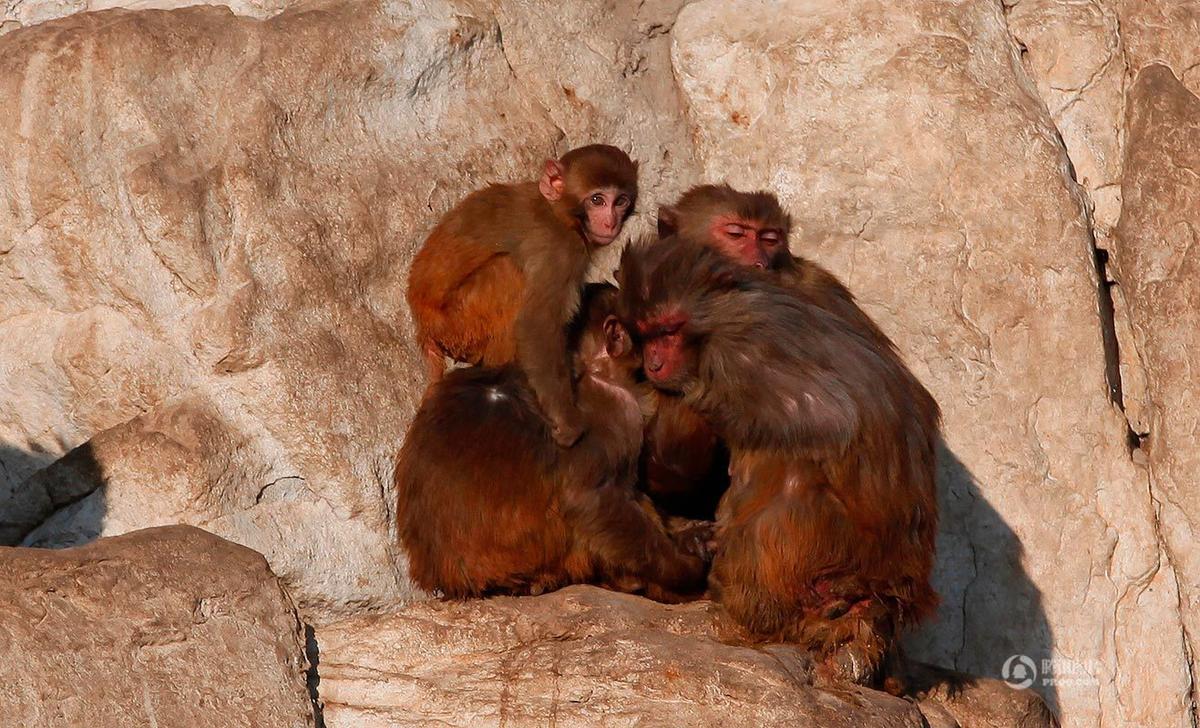 长春气温达到零下28度 猴子抱团取暖