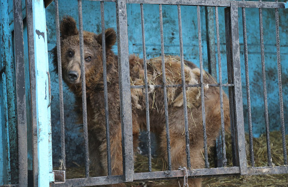 世界上最悲伤的动物园：狮子棕熊以屠宰场残渣维生