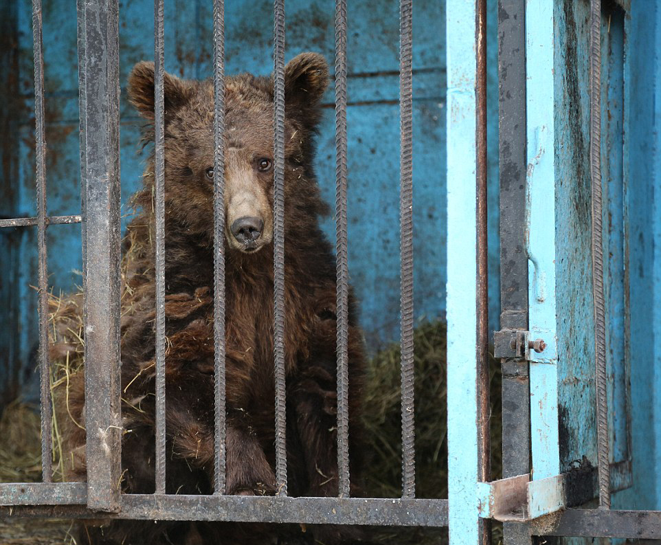 世界上最悲伤的动物园：狮子棕熊以屠宰场残渣维生