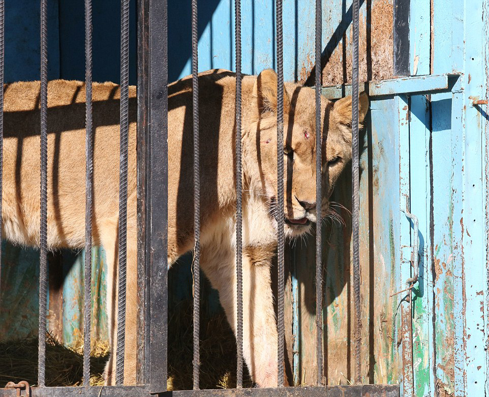 世界上最悲伤的动物园：狮子棕熊以屠宰场残渣维生