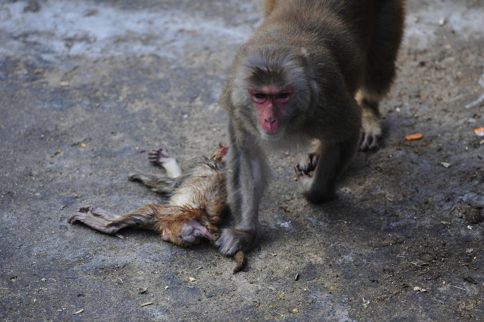 福州动物园小猕猴夭折 母猴寸步不离依旧喂奶