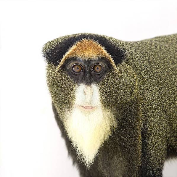 猴年 给猴子们拍一组肖像