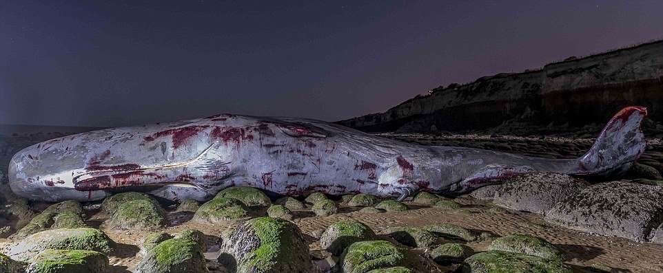 巨鲸海边搁浅死亡 长逾13米重30吨