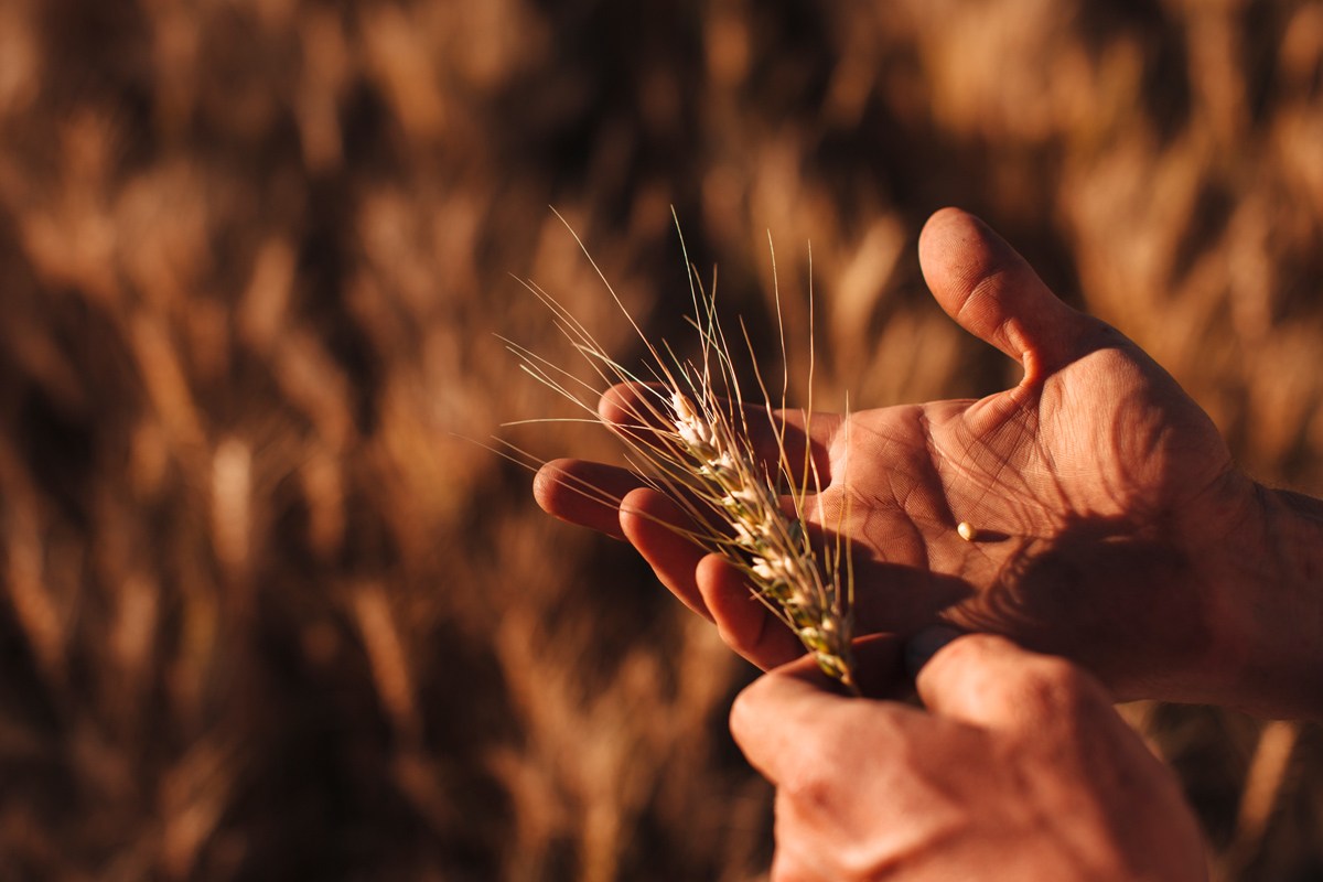 图片故事：美国农民的日常生活