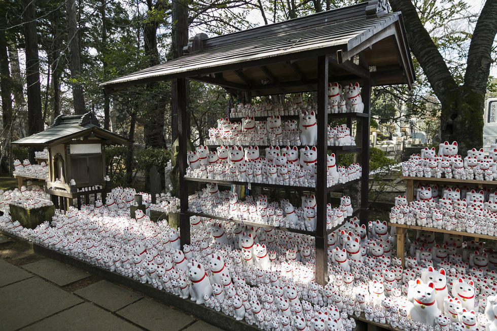 日本东京一寺庙展出成千上万只“招财猫”