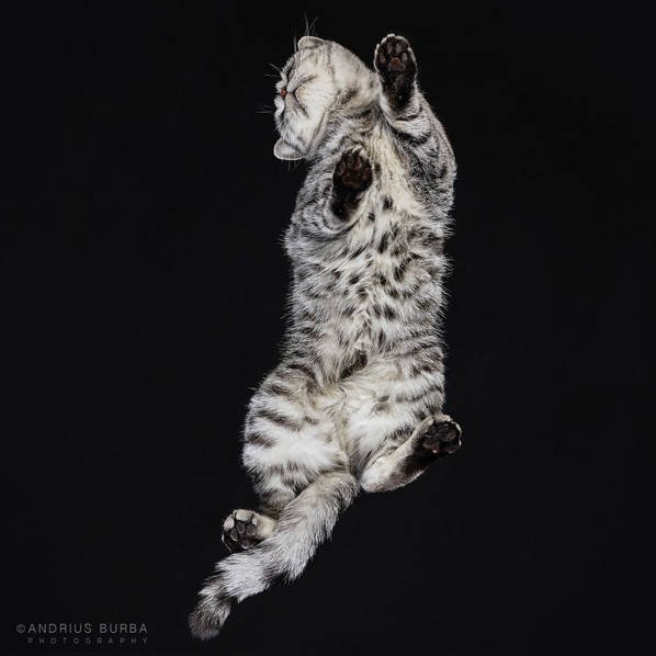 摄影师痴迷猫爪 从下往上拍摄猫咪尴尬瞬间