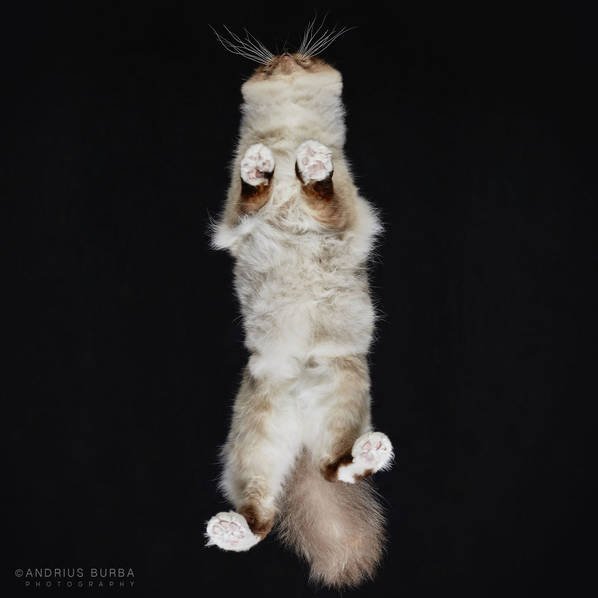 摄影师痴迷猫爪 从下往上拍摄猫咪尴尬瞬间