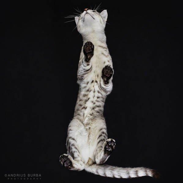 摄影师痴迷猫爪 从下往上拍摄猫咪尴尬瞬间