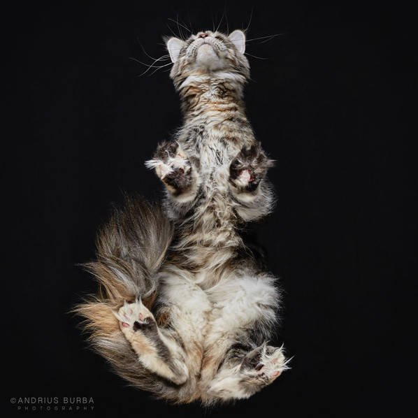 摄影师痴迷猫爪 从下往上拍摄猫咪尴尬瞬间