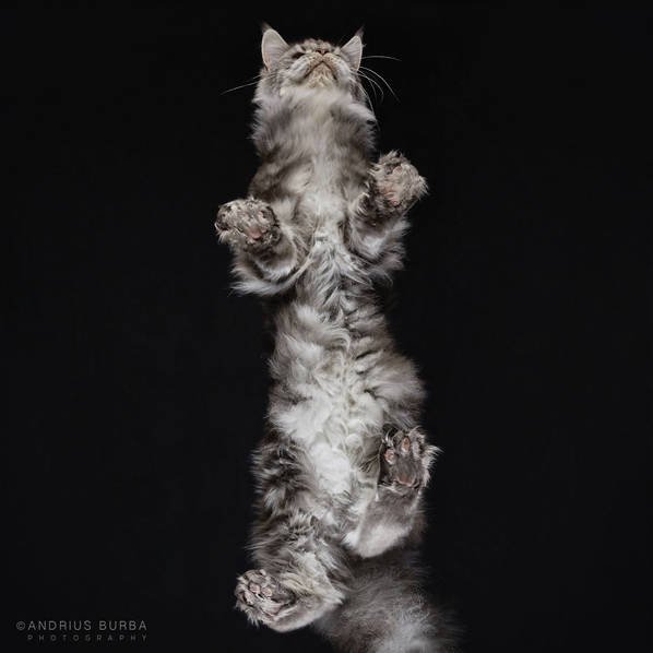 摄影师痴迷猫爪 从下往上拍摄猫咪尴尬瞬间