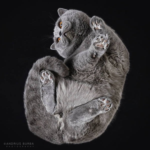 摄影师痴迷猫爪 从下往上拍摄猫咪尴尬瞬间
