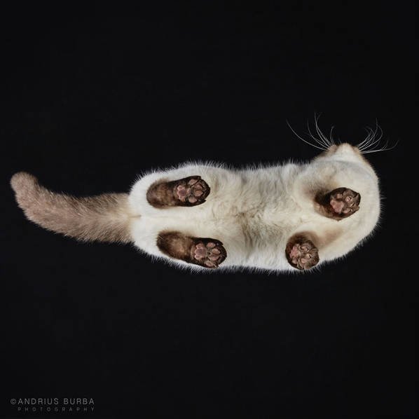 摄影师痴迷猫爪 从下往上拍摄猫咪尴尬瞬间