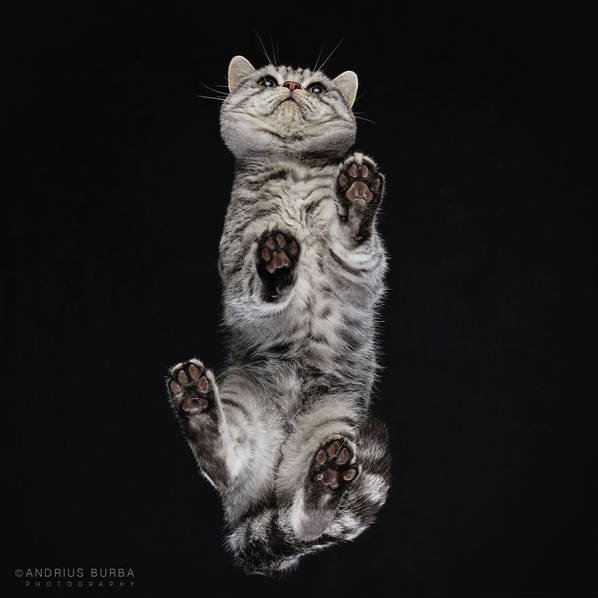 摄影师痴迷猫爪 从下往上拍摄猫咪尴尬瞬间