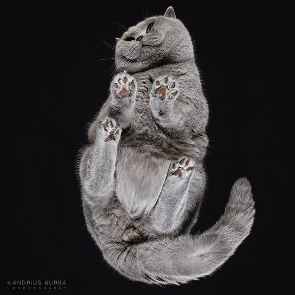 摄影师痴迷猫爪 从下往上拍摄猫咪尴尬瞬间