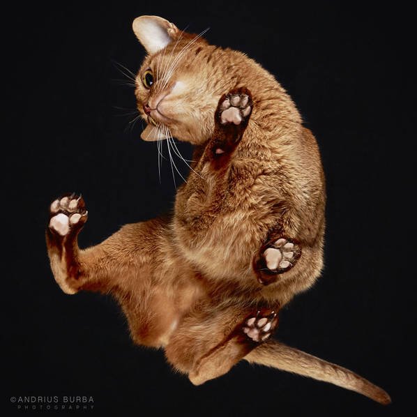 摄影师痴迷猫爪 从下往上拍摄猫咪尴尬瞬间
