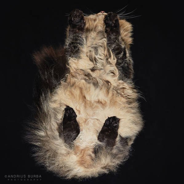 摄影师痴迷猫爪 从下往上拍摄猫咪尴尬瞬间