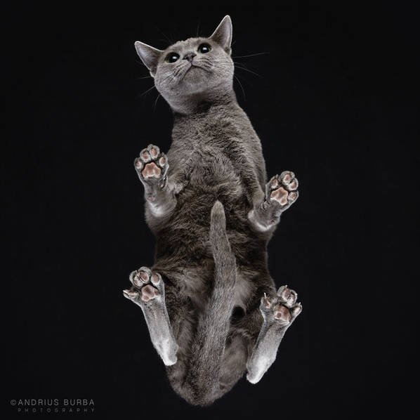 摄影师痴迷猫爪 从下往上拍摄猫咪尴尬瞬间