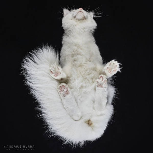 摄影师痴迷猫爪 从下往上拍摄猫咪尴尬瞬间