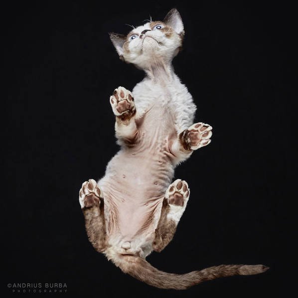 摄影师痴迷猫爪 从下往上拍摄猫咪尴尬瞬间
